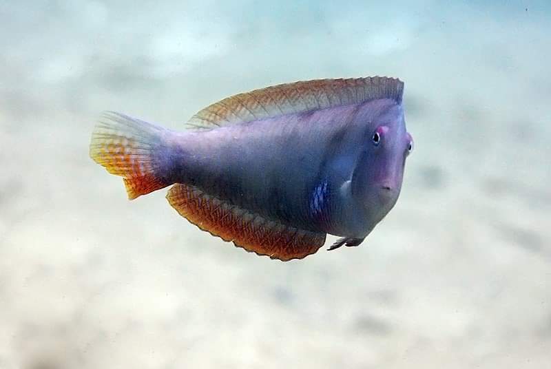 Do know your fish... it helps!