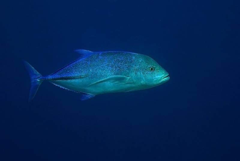 Do know your fish... it helps!